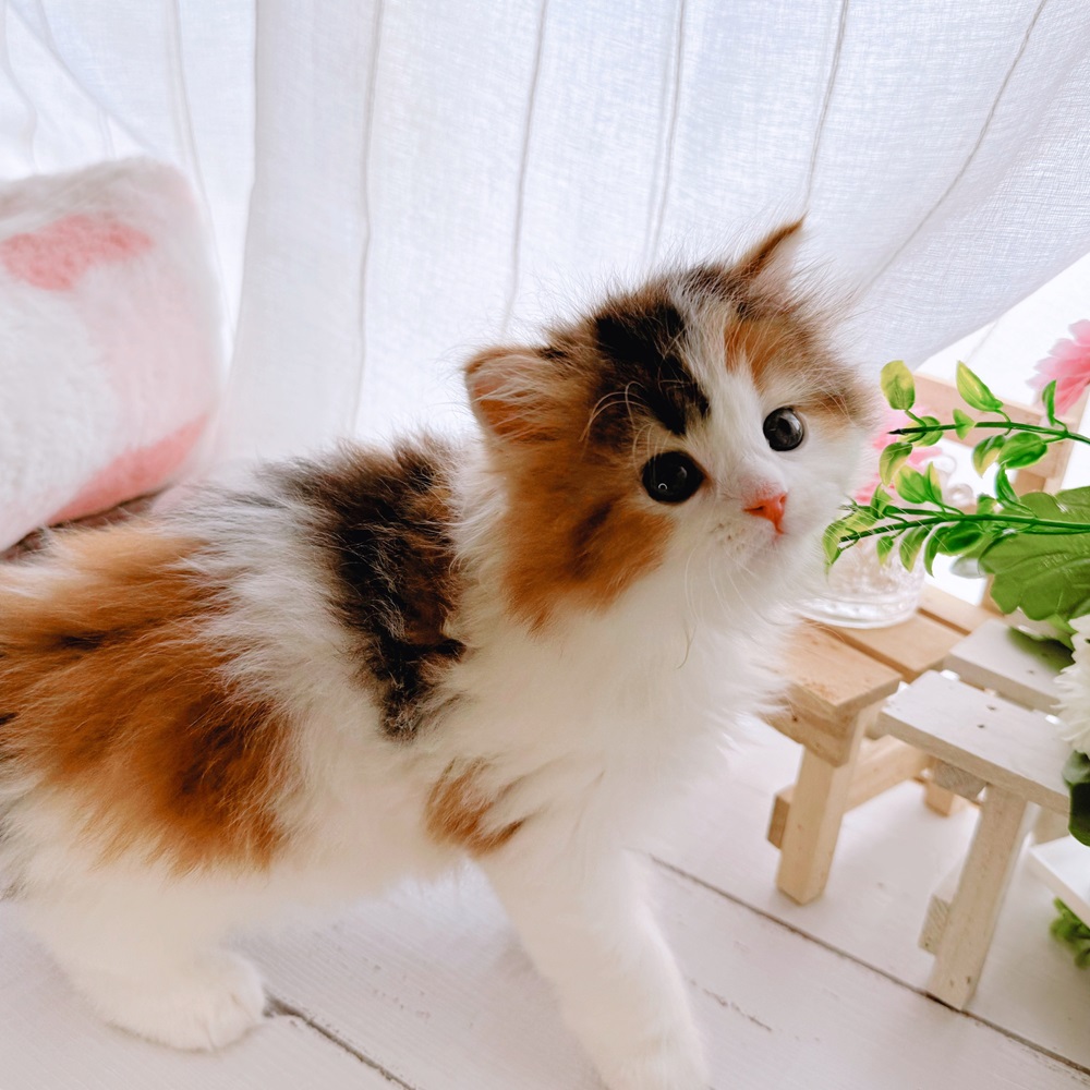 ○New Face °˖✧~新入生紹介~°˖✧ | ペットショップ 犬の家&猫の里
